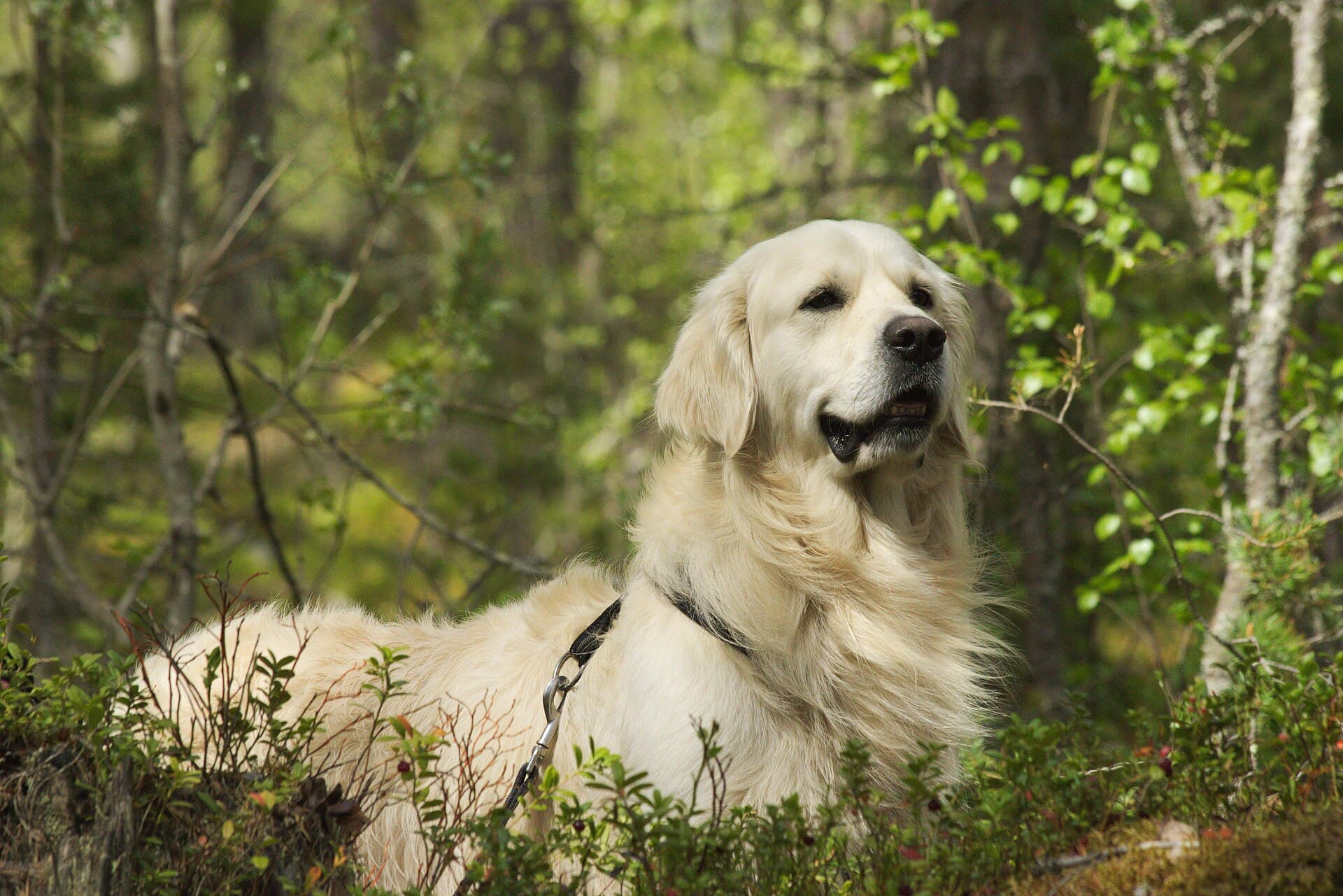 Dorosły golden retriever odpoczywający w lesie