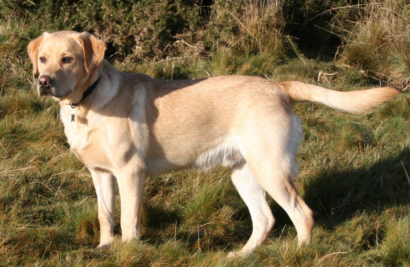 Żółty labrador retriever stojący na trawie
