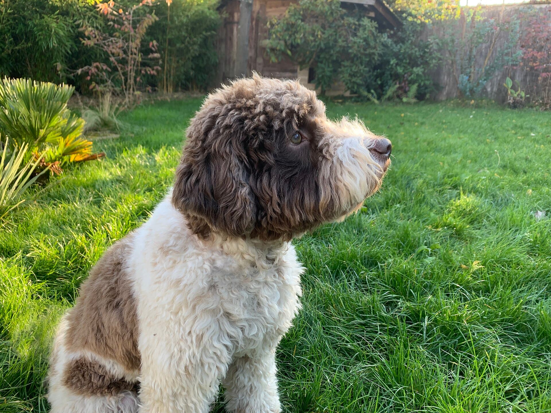 Brązowo-biały lagotto romagnolo siedzący w ogrodzie