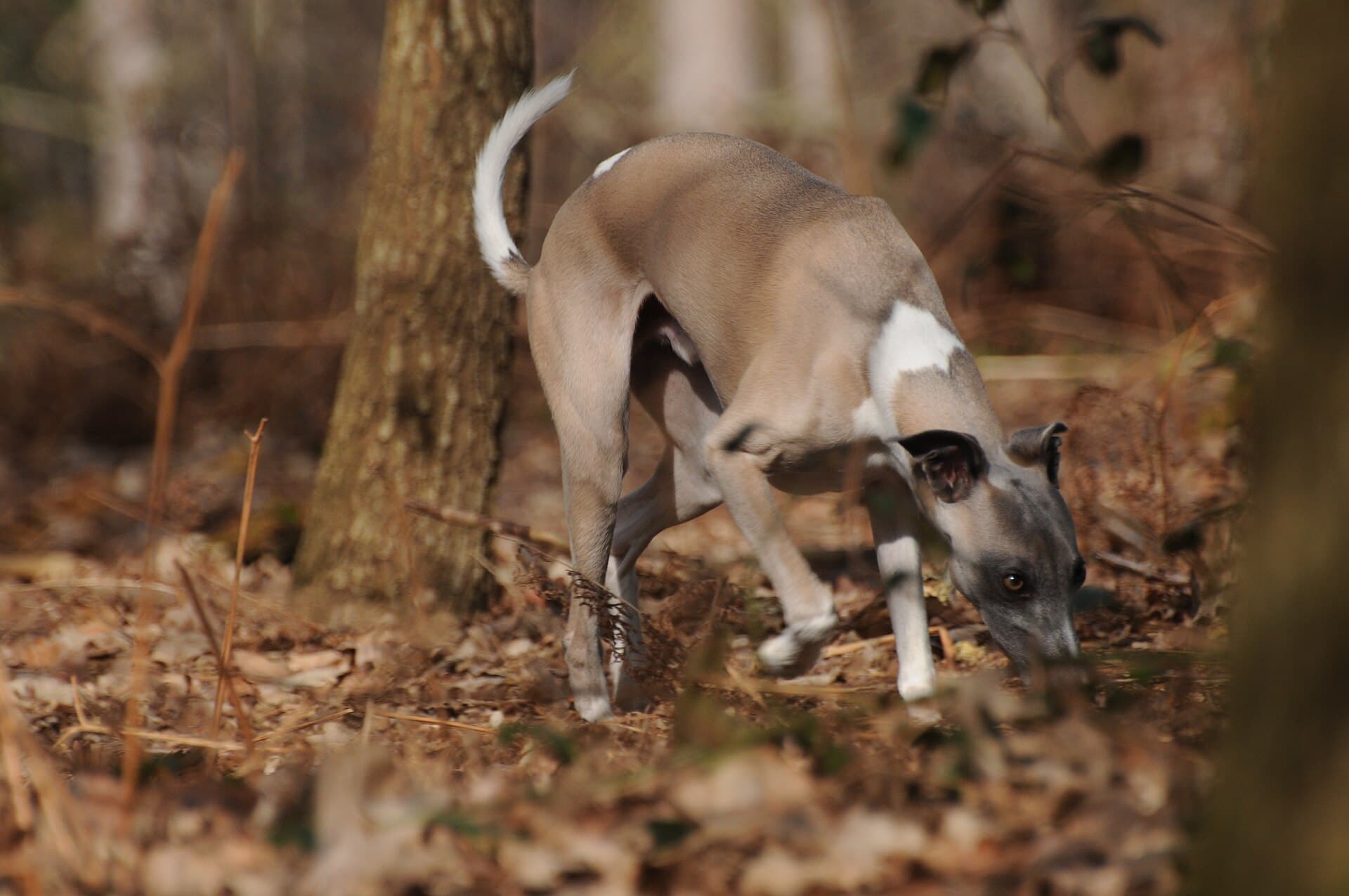 Whippet węszący w lesie